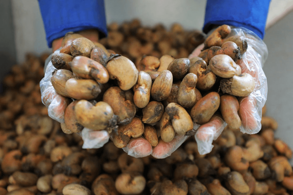 Cashew processing hopes rise with impending new facility