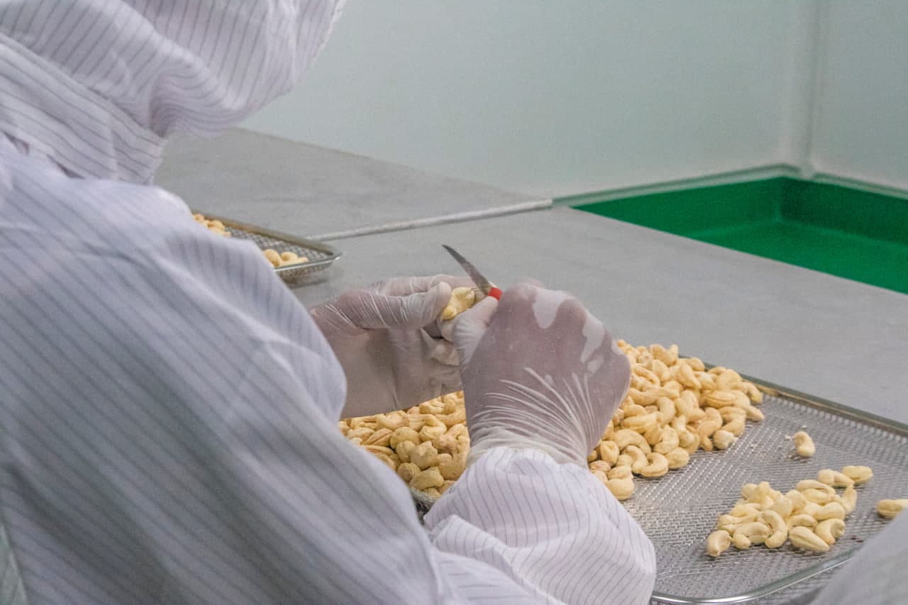 The Journey of Our Cashews