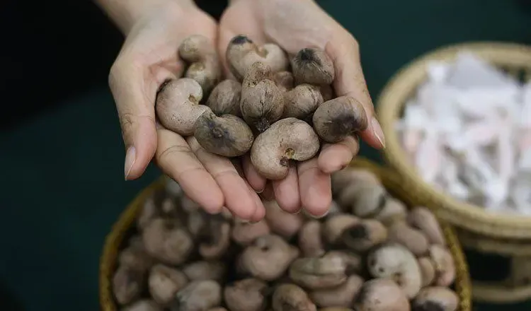 Kingdom’s cashew nut exports to Vietnam surge 36%